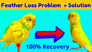 Feather Loss Natural Medicine & Birds Feather Disease: Feather Plucking of Birds Parrots