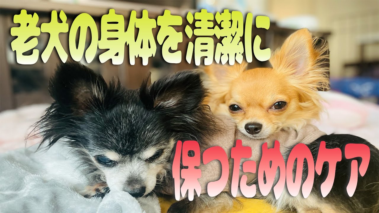 【老犬介護】シニア犬を清潔にしてあげる日々のケア#犬との暮らし#愛犬#老犬