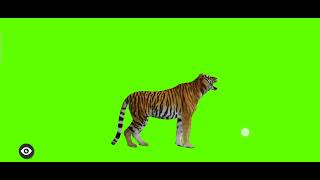 Tiger Roar Green Screen Animation Free Download