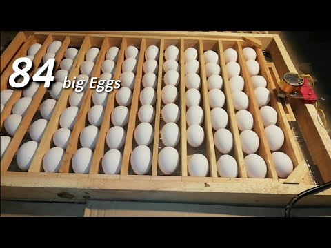 incubator Eggs tray