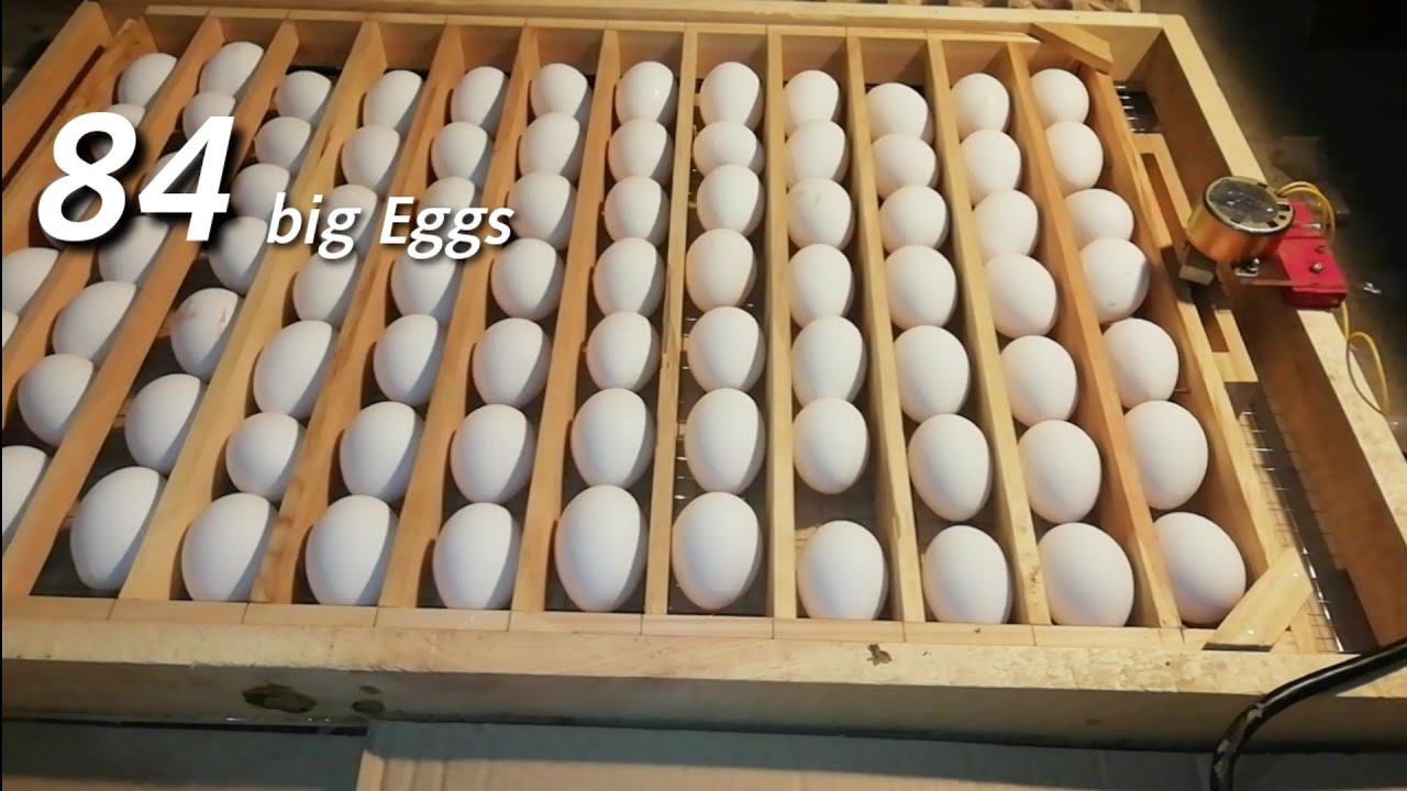 incubator Eggs tray motor testing with 84 eggs diy wood tray YouTube