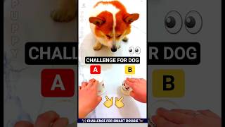 चिंटू डॉग ये खेल कैसे जीतेगा 😳 Smart dog videos 🐕 #funnydogs #dog #shorts
