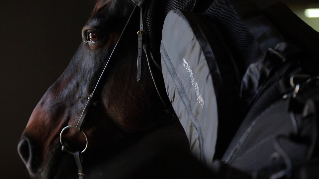 MUSCLE THERAPY EQUINE YouTube