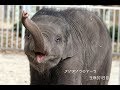 アジアゾウのマーラ　生後201日目　２　豊橋総合動植物公園（のんほいパーク）