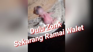 Menangani RBW Zonk, Kini Sudah Dihuni Walet
