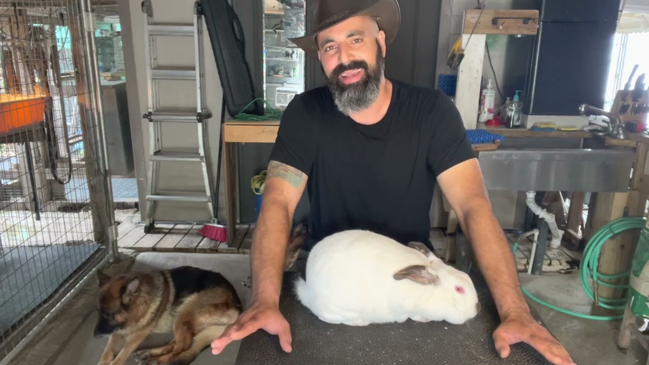 Importancia de la buena genética en los conejos reproductores.