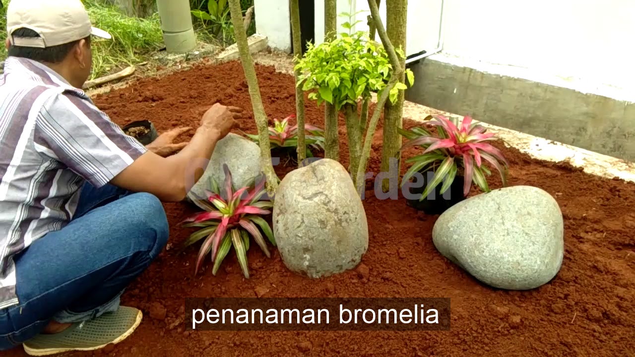 pembuatan taman minimalis - YouTube