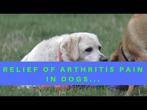 View of Dogs' Arthritis Pain Relief [Complete Guide]