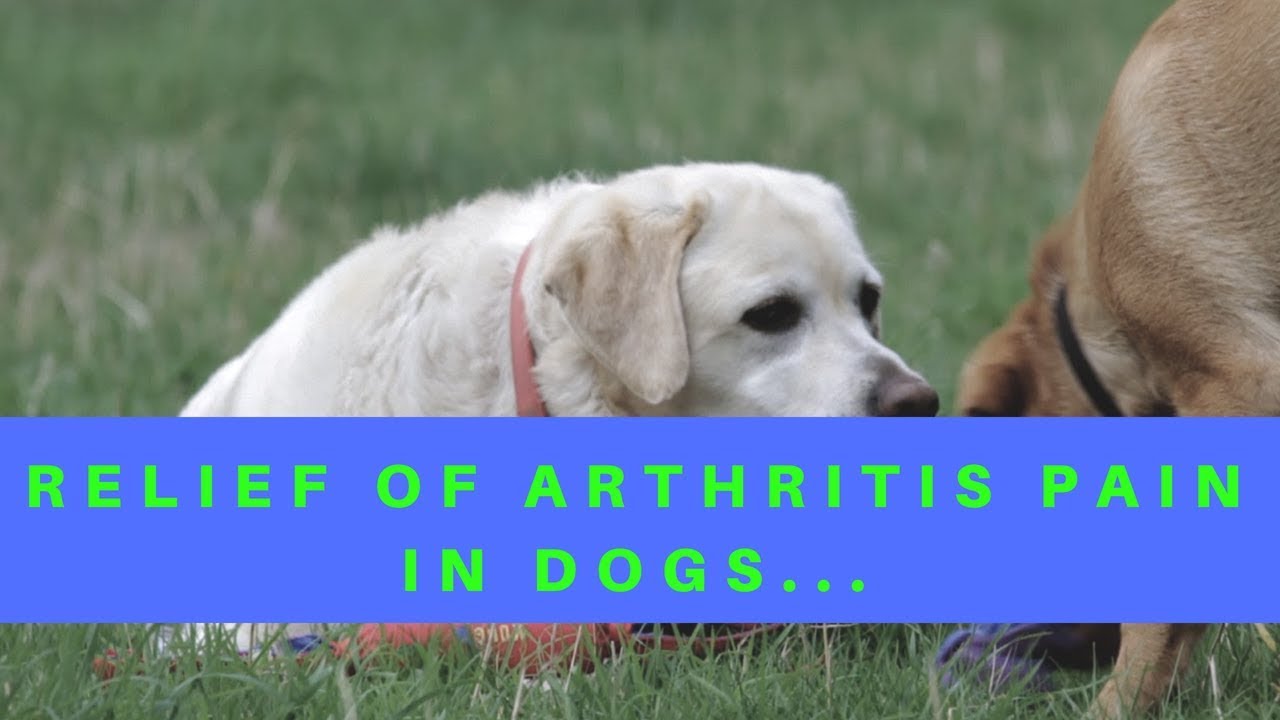 Relief Of Arthritis Pain In Dogs YouTube