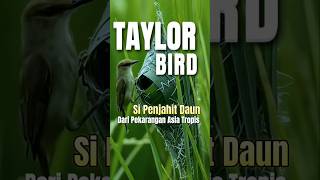 ARSITEK RUMAH DAUN_Taylor Bird #shorts #burung #hanya1menit #taylorbird #reels #duniabinatang
