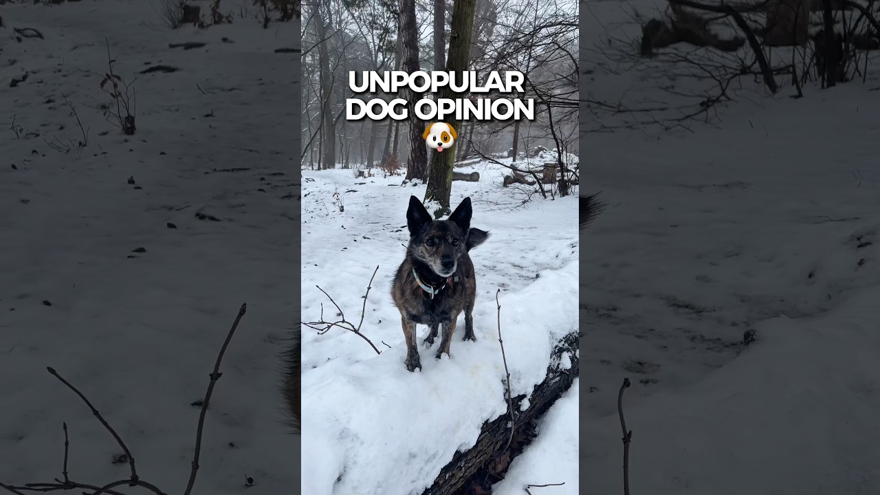 Unpopular dog opinion 🐶✨ 