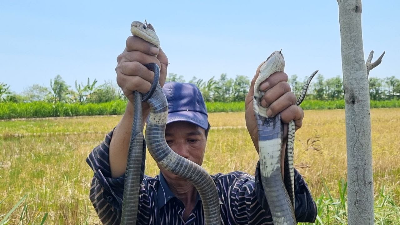 Tập 473 : 6 Cái Da Hổ Bắt Được 2 Con Cực Độc | Mười Thương Săn Bắt