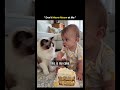 🐱🍰 Cat Tries to Steal Baby's Cake — What Happens Next Is Hilarious! 😂#trending #trending #viral#fyp