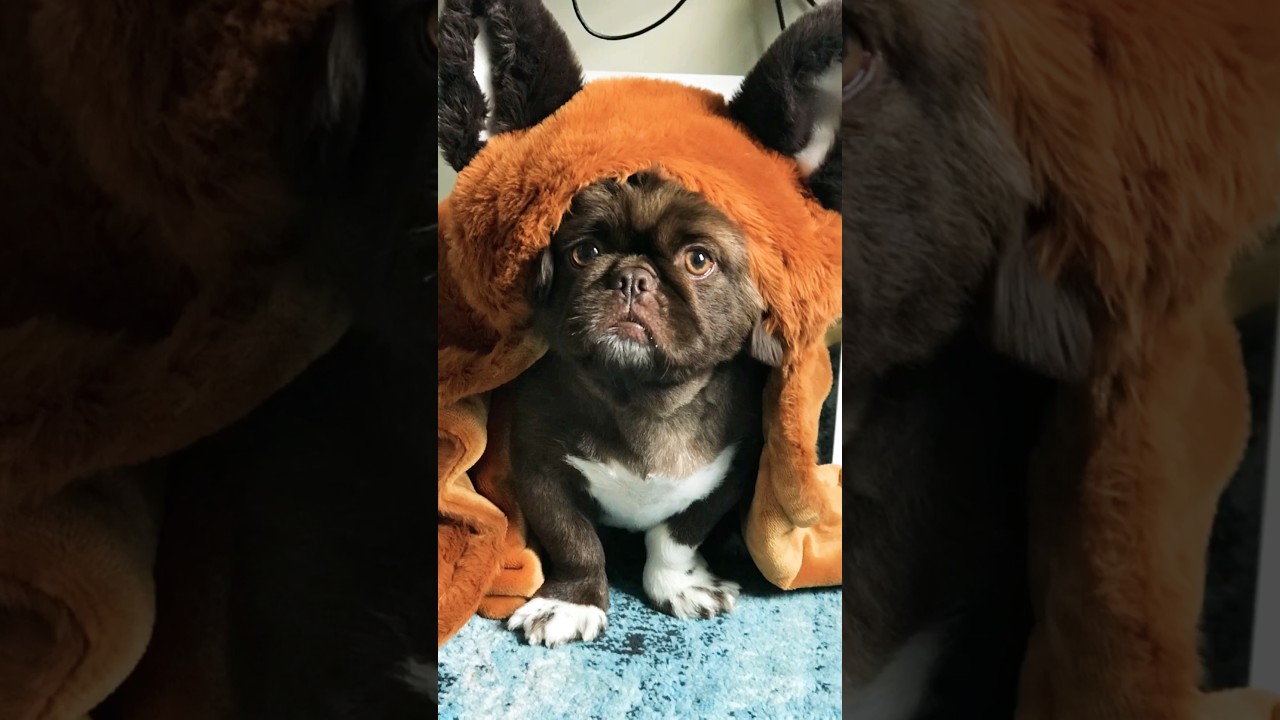 Cocoa & Bubble story -