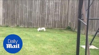 Extremely rare white squirrel spotted in Surrey garden - Daily Mail