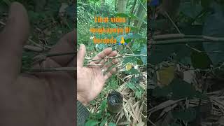 KESAKTIAN BUNGA BAMBU/KEMBANG PRING ‼️MAMPU MENETRALISIR ENERGI NEGATIF/ PENAKLUK SIHIR #shorts