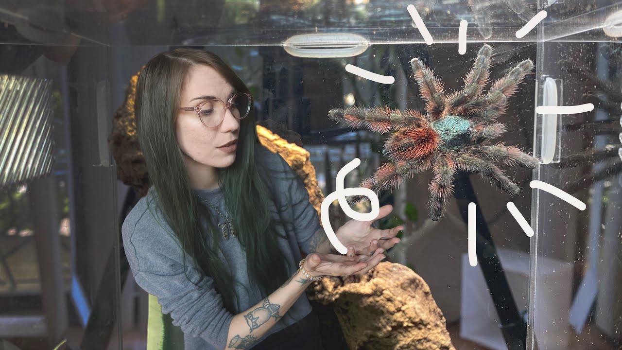 finally, they're GROWING! 4 TARANTULAS upgraded & rehoused