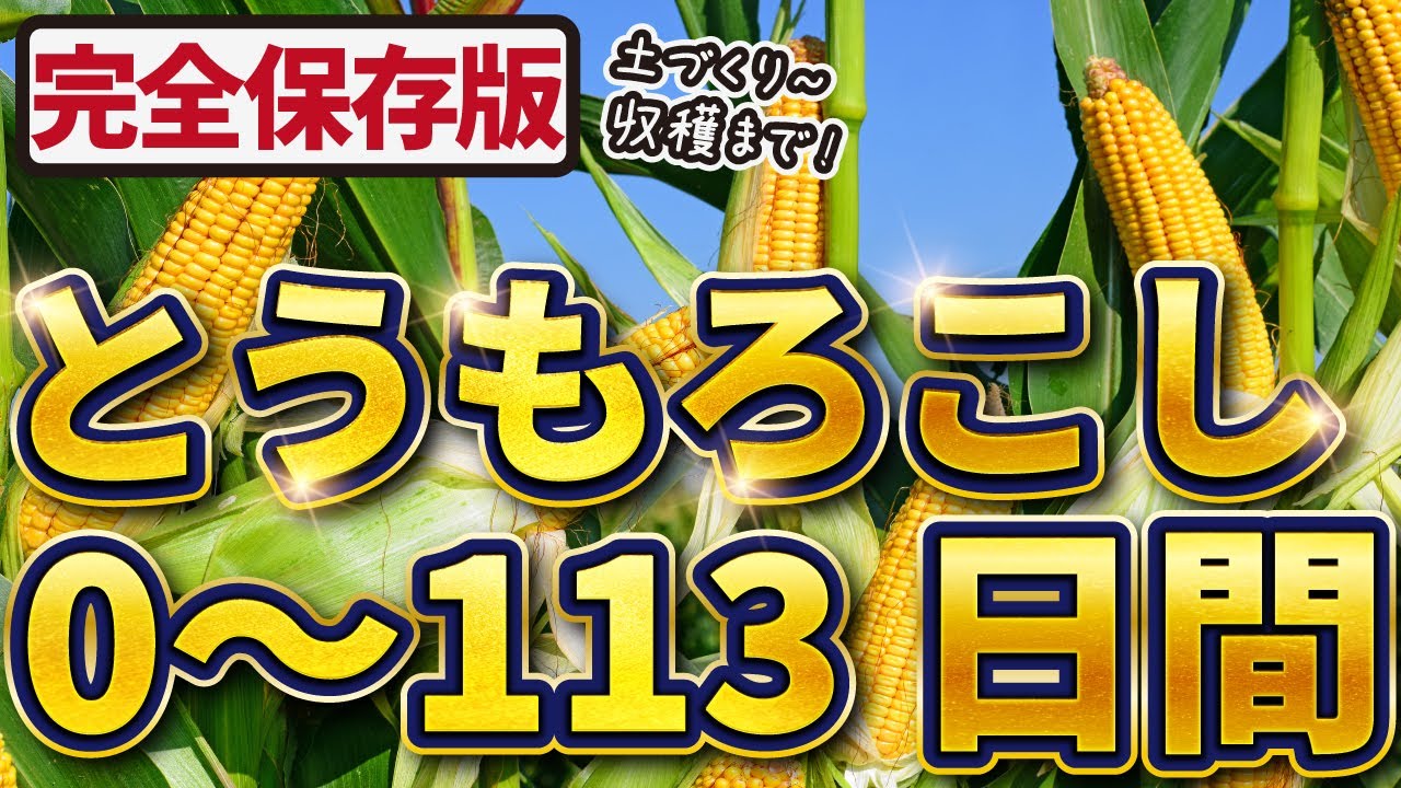 【完全保存版】とうもろこし栽培【種まき👉収穫まで】失敗しないポイントを一気に紹介！