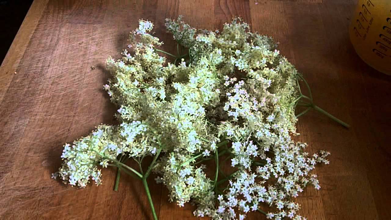 Apfel-Holunderblüten Gelee - Rezept und Anleitung
