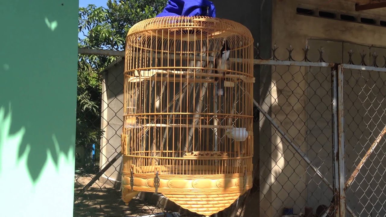 chào mào tân châu tây ninh 2 (cường hoà thành)