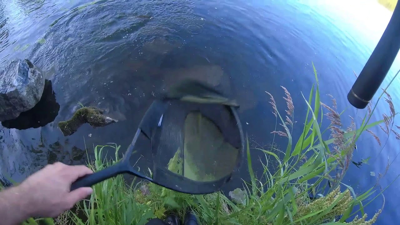 Fishing in Finland. Hiitolanjoki & Kermankoski C&R!!!