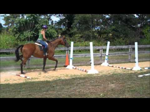 Thoroughbred Galloping