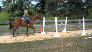 Thoroughbred Galloping