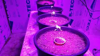My new 300 watt LED lights