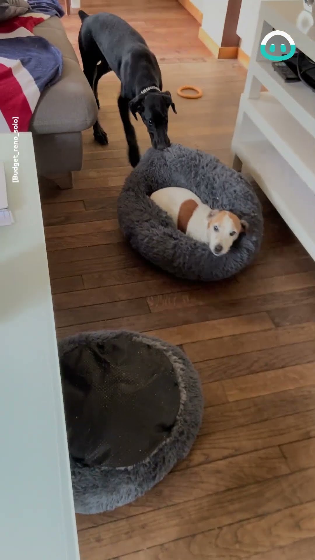 Big Dog Claims The Big Bed || ViralHog