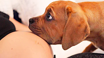Do dogs act weird when you are pregnant?