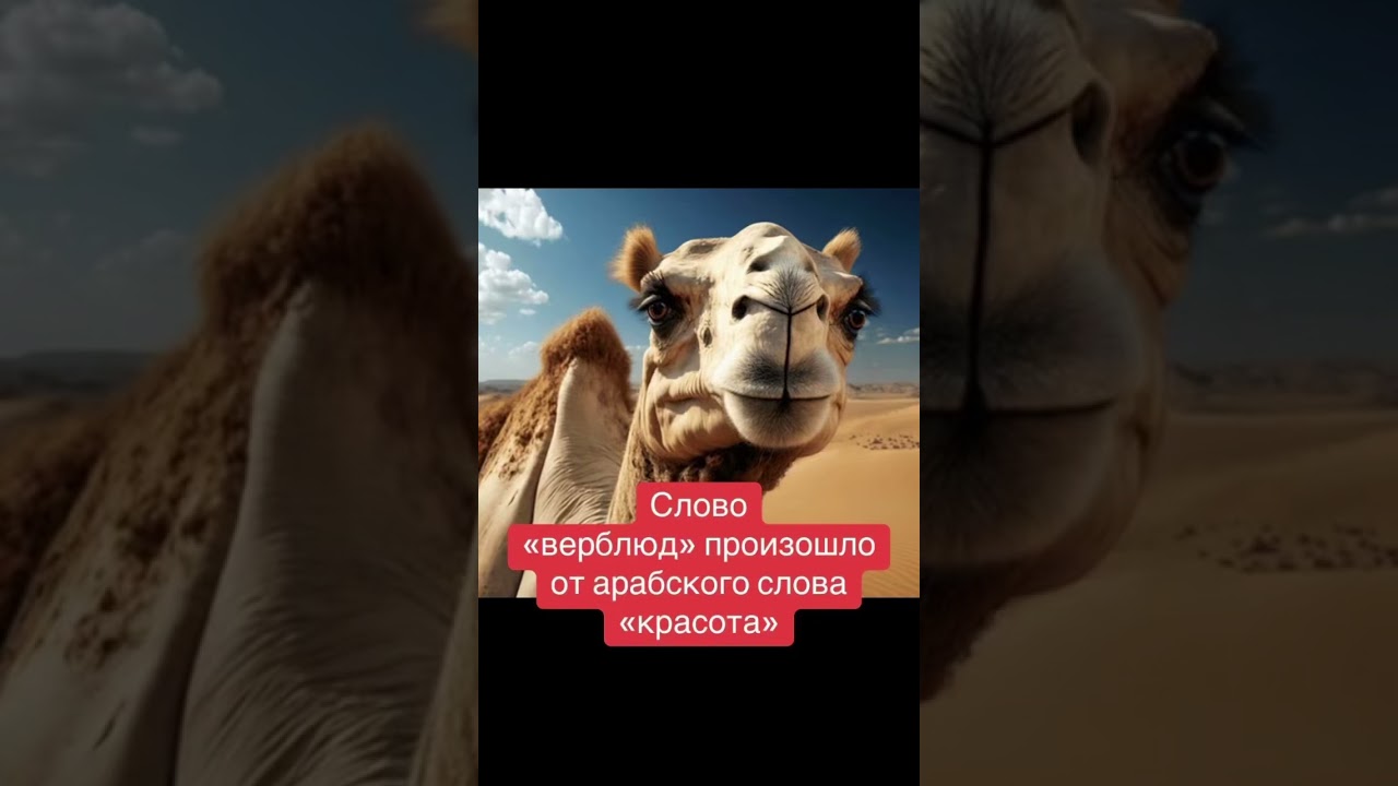 Слово«верблюд» произошло от арабского слова «красота»#верблюд #пустыня #корабльпустыни #животные