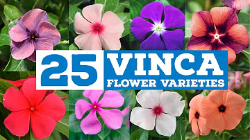 25 Variety Vinca Plants and Flowers | Different Colors of Sadabahar plant