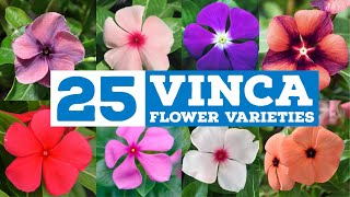 25 Variety Vinca Plants and Flowers | Different Colors of Sadabahar plant