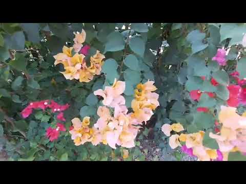 "Ang Halaman 🍃/Kwento ng Pag-asa at Paglago +( Original Song) 🎵