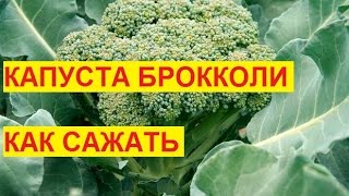 Капуста Брокколи ! Сажаем семенами  на рассаду! Мой способ!(Капусту любую можно сажать на рассаду этим способом! Быстро всходит и быстро растет!, 2016-04-06T14:36:54.000Z)