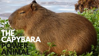 The Capybara Power Animal