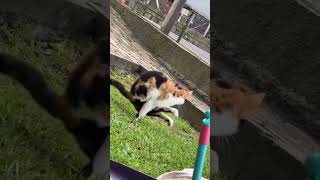 VIDEO LUCU part 1 #videolucu #lucu #ngakak #random #funny