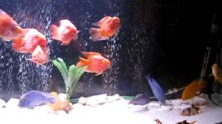 My Colourful 6 Foot Tank as of 25 August 2009