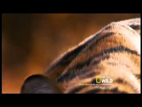 Big Cat Week 2015