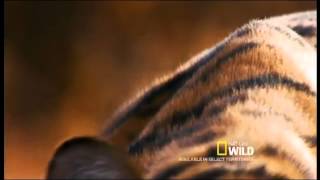Big Cat Week 2015