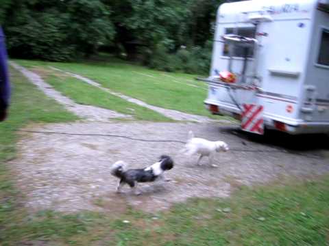 JOEPIE(16 yrs old jack russell) plays with CEDES a...