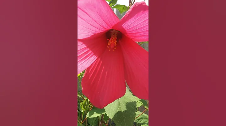 Hibiscus