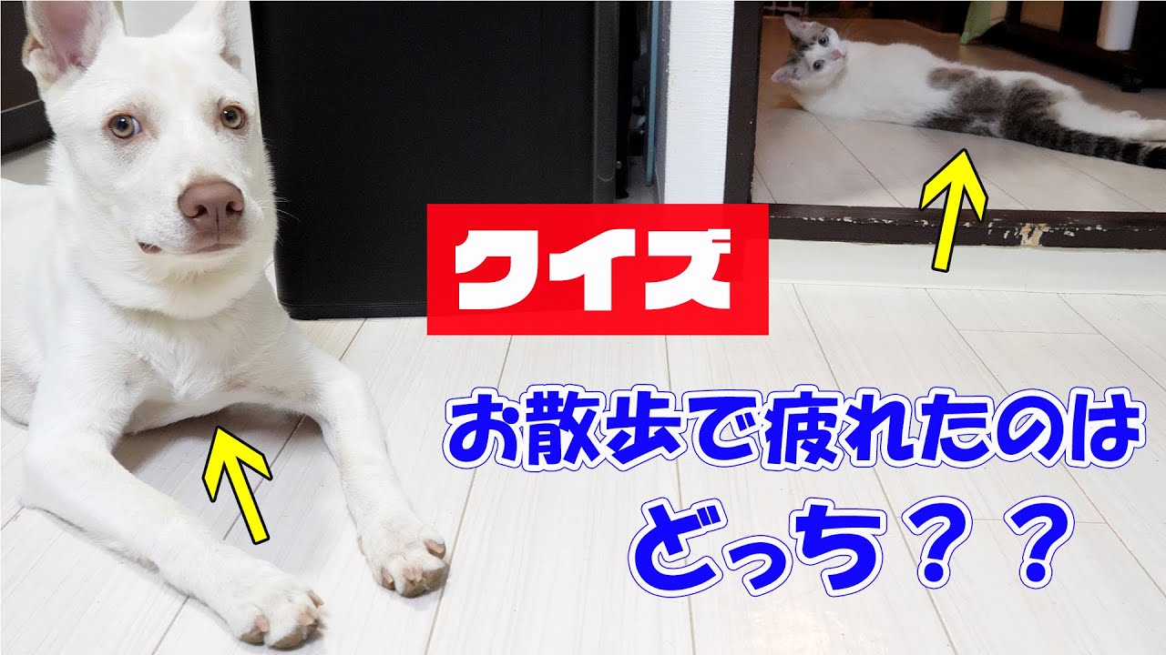 フローリングに伸びダラける白い犬猫 Youtube フローリングに伸びダラける白い犬猫 Youtube