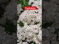 der Feuerdorn in viller Blüte, Anfang Juni in der Uckermark,