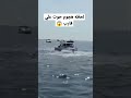 لحظة هجوم حوت علي قارب صيد حوت يضرب قارب 