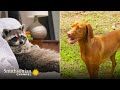 Caring for Wild Animals and Pets