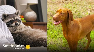 An Energetic Dog is Best Friends w/ an Orphan Raccoon 🥰 Amazing Animal Friends | Smithsonian Channel