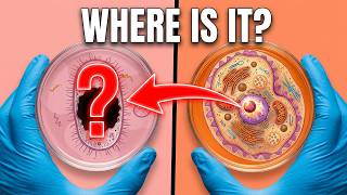 Eukaryotic Cells Have This | Prokaryotic Cells Don't