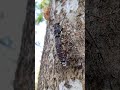 Sound of Cicada in Thailand #cicada #sound #cicadasound #noise  😯