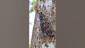 Thumbnail of Sound of Cicada in Thailand #cicada #sound #cicadasound #noise  😯